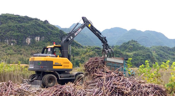 寶鼎抓木機廣西甘蔗裝車.jpg